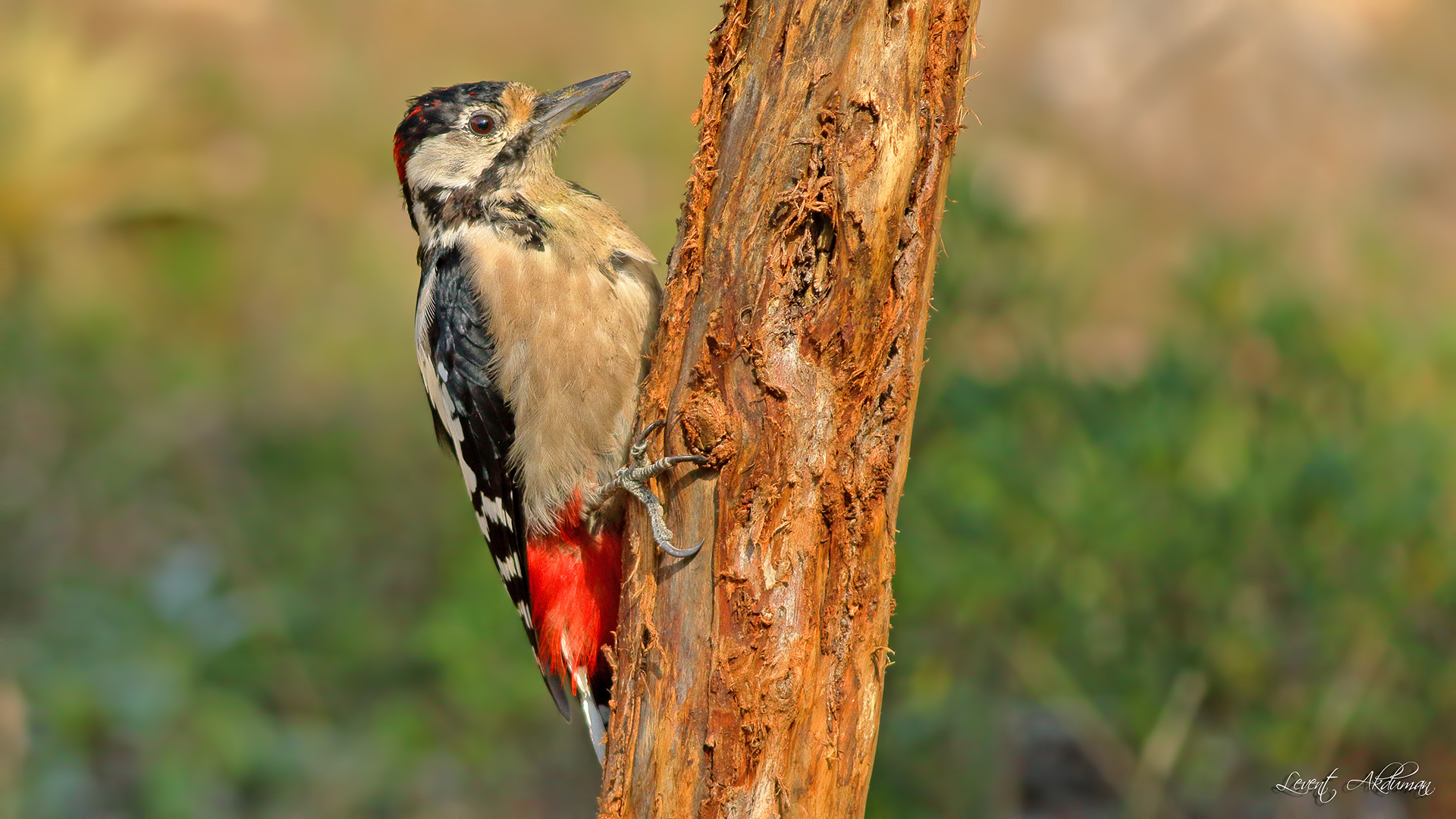 Great Spotted Woodpecker